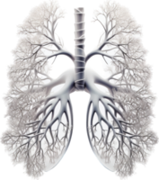 Lung png with AI generated.