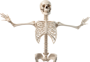 Skeleton png with AI generated.