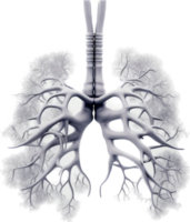 Lung png with AI generated.