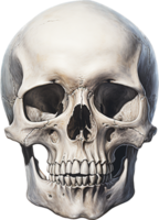 Skull png with AI generated.