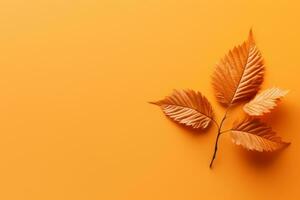 Autumn leaves background photo