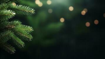 Christmas green background with fir branches photo