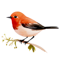 watercolor bird on branch png