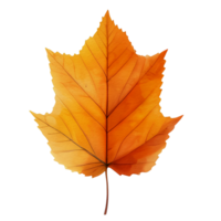 watercolor autumn leaf, ai generative png