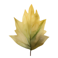 watercolor autumn leaf, ai generative png