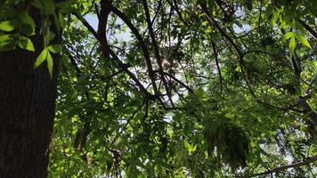 tarde luz de sol destellos mediante verde árbol hojas imágenes. video