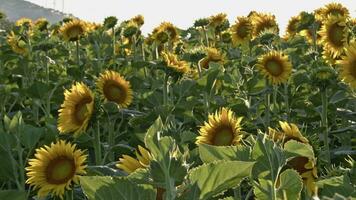 zonnebloemen zwaaien de langzame wind in het veld video