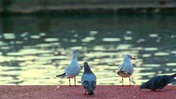 fiskmås fåglar på betong golv nära vatten kanal antal fot. video
