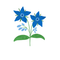 Blue borage flower hand drawn illustration. Cute meadow wildflower isolated element. Watercolor style. Great for beauty spa logo design png