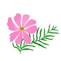 Pink cosmos flower isolated element. Cute wildflower illustration, simple meadow plant, hand drawn style. png