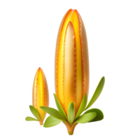 Beautiful corn with leave on transparent background png