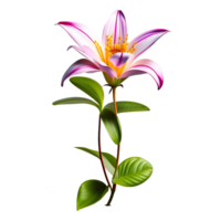 Pink jasmine flower on transparent background png