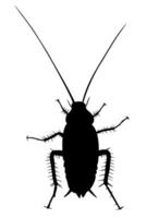 Cockroach monochrome vector isolated on white background. Pest insect. Bug top view