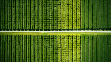 Generative AI, Farm landscape, agricultural fields, beautiful countryside, country road. Nature Illustration, photorealistic top view drone, horizontal banner. photo