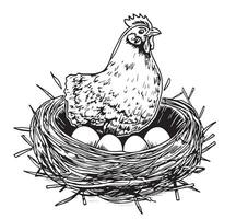 Hen laying eggs in the nest with eggs vector