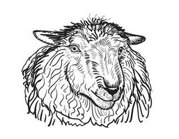 Sheep sketch style. Hand drawn illustration of a beautiful black and white animal. line art. vector