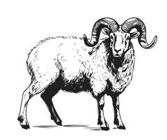 ram sheep hand drawn sketch vector