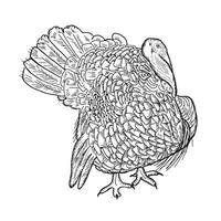 Turquía pájaro en pie lado ver bosquejo mano garabatear xilografía estilo acción de gracias día vector ilustración