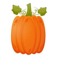 Pumpkin isolated on a white background vector