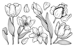 vector Large set of drawn graphic tulips. for fabric, clothing, background, typography, design