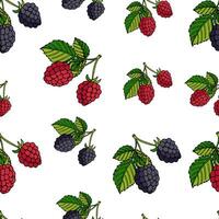 vector ilustración de un sin costura modelo moras y frambuesas con hojas en un blanco antecedentes