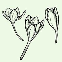 Crocus flowers, saffron. Vector illustration hand drawing out line art