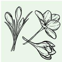 Flower line art. set of crocus or saffron flowers drawn by lines. Outline icon vector