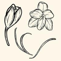 Crocus Saffron flower Bud open close-up line art hand drawn vector