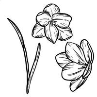 Vector Saffron illustration Crocus flower line art