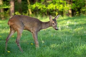 Roe deer, Capreolus capreolus. Wild roe deer in nature. photo