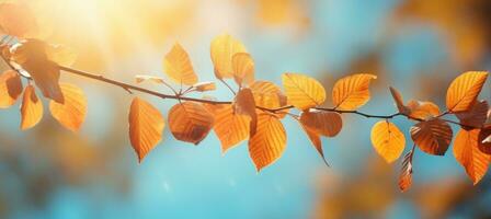 Autumn colorful leaves on the branch. Fall background. photo