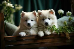 Cute Samoyed puppies on the sofa photo