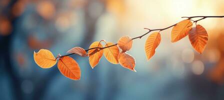 Autumn colorful leaves on the branch. Fall background. photo