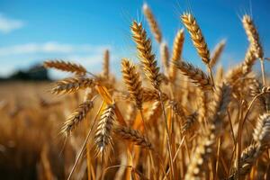 Gold wheat field and blue sky. Generative AI photo