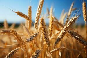 Gold wheat field and blue sky. Generative AI photo