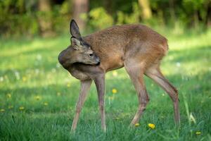 Roe deer, Capreolus capreolus. Wild roe deer in nature. photo