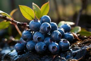 Blueberries in the forest. Generative AI photo