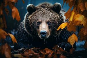 Frontal view of a bear in the autumn forest photo