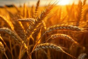 Wheat field. Ears of golden wheat closeup. Harvest concept. Generative AI photo