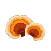 Vector illustration, reishi mushroom or Ganoderma lingzhi, isolated on white background.