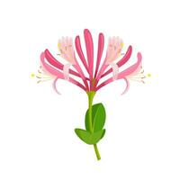 Vector illustration, Honeysuckle or Lonicera, isolated on white background.