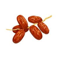 Vector illustration, dried date fruit, isolated on white background.