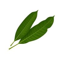 Vector illustration, fresh mango leaf, isolated on white background.