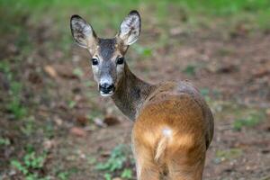 hueva ciervo, capreolus capreolus. salvaje hueva ciervo en naturaleza. foto