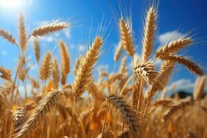 Gold wheat field and blue sky. Generative AI photo