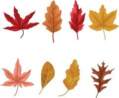 set of autumn elements, with dry maple leaves vector