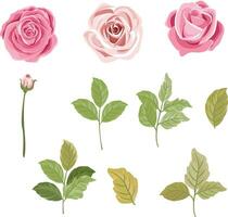 set of pink rose flower and leaves element clipart vector