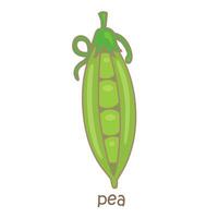 Alphabet P For Pea Vocabulary School Lesson Cartoon Illustration Vector Clipart Sticker