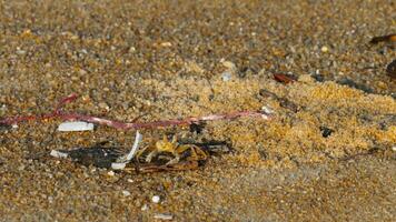 stänga upp av krabba på sand på strand. turism och resa begrepp video