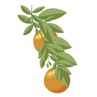 Orange. Orange twig on white background. Vector illustration.